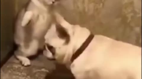 Cat viciously attacks poor dog