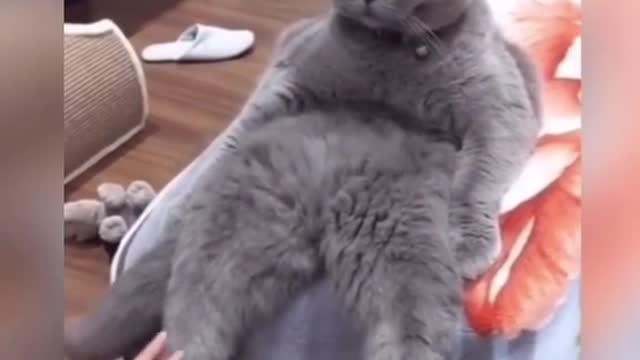 3 MINUTES OF CATS BEING CATS