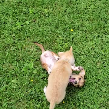 I got the ball chihuahua