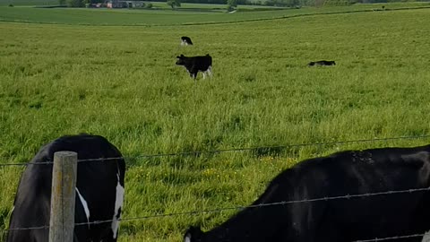 Cute young cows