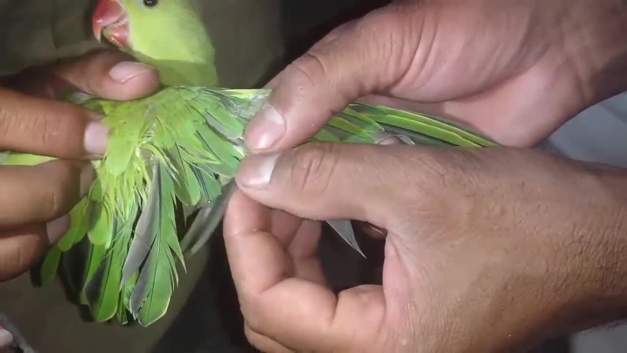 How To Trim Ring Neck Parrot chicks wings some easy tips in Urdu Hindi_p12