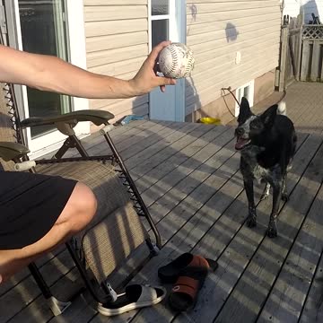 Man Baffles Dog With Classic Fetch Trick