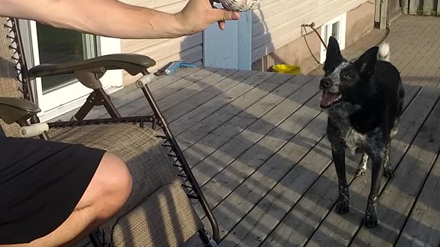 Man Baffles Dog With Classic Fetch Trick