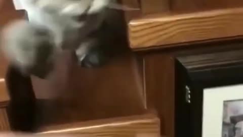 funny angry cat😼😾