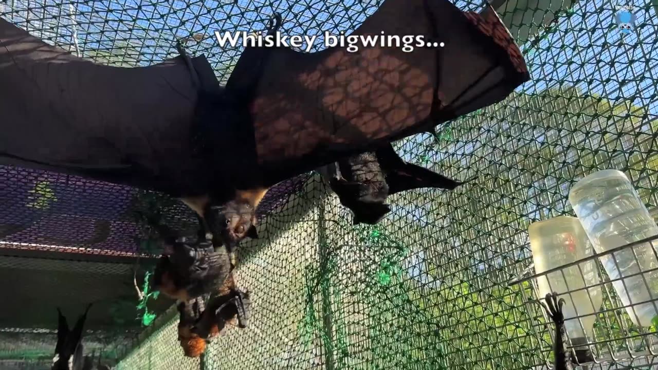 Juvenile flying-fox in care on day 2 Blackberry goes to the vet