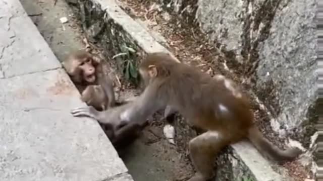 Monkeys Funny video with cute view🐵🐵🐵#shorts