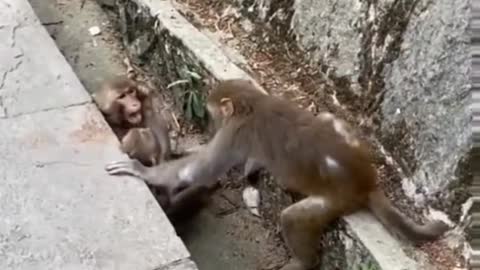 Monkeys Funny video with cute view🐵🐵🐵#shorts