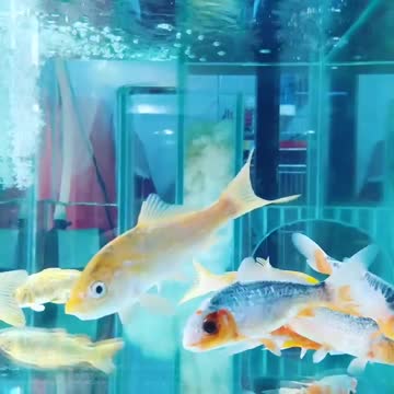 Ornamental Fish Decorations - Aquarium Fish Farming Business Plan in Tank and Pond