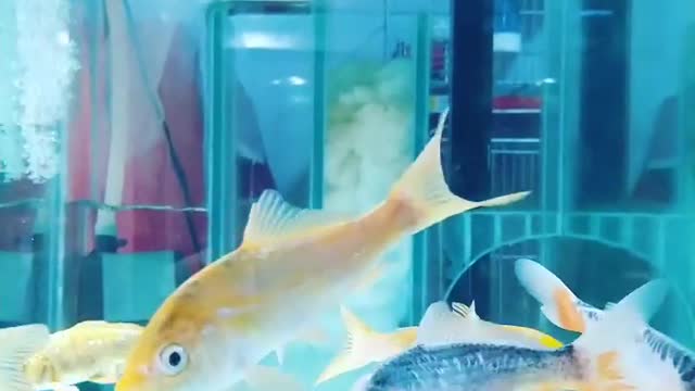 Ornamental Fish Decorations - Aquarium Fish Farming Business Plan in Tank and Pond