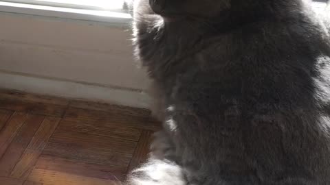 Gray cat laying down looking outside