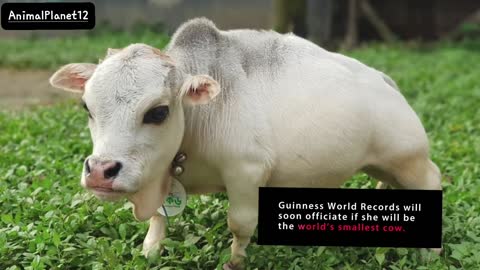 A farm in Bangladesh has bred the world's smallest cow and is in the -only 51 cm long_ AnimalPlanet12 _(720P_HD).mp4