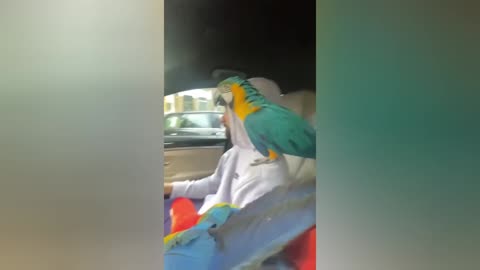 Funny and Cute Parrot Videos