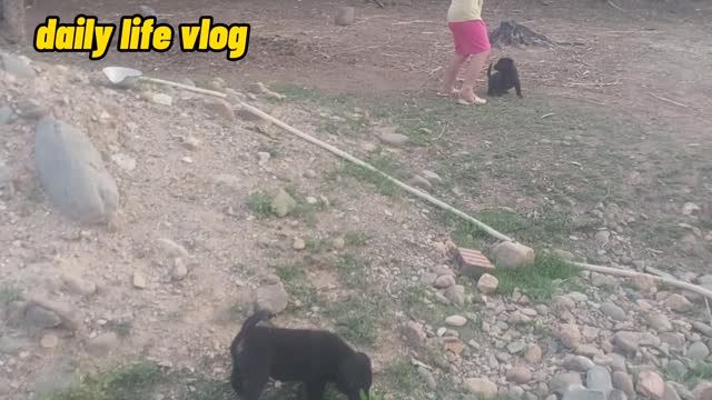 puppy and kids playing together | daily life vlog