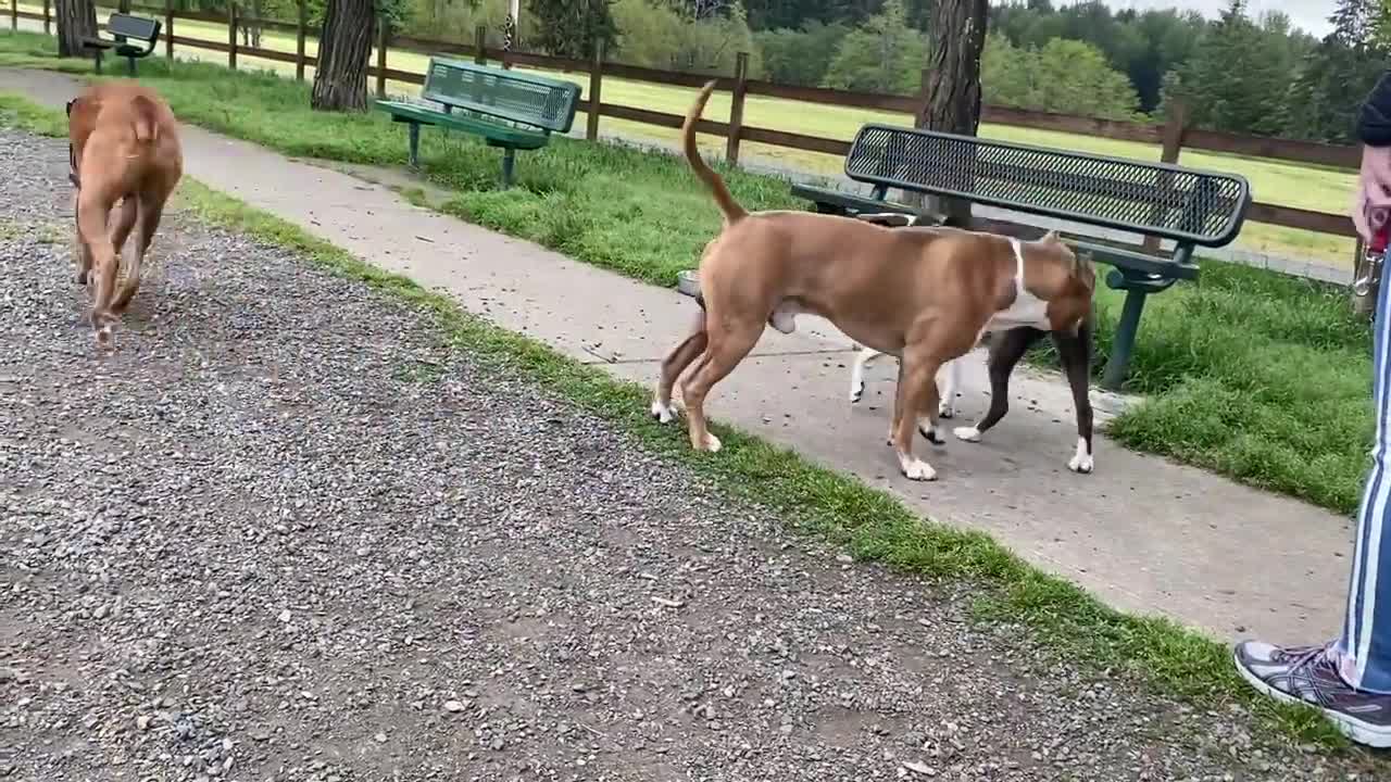 German Shepherd Attacks Pitbull power full dogs in the world