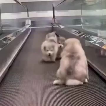 PETS NEVER LIE ABOUT LOVE-26 #shorts