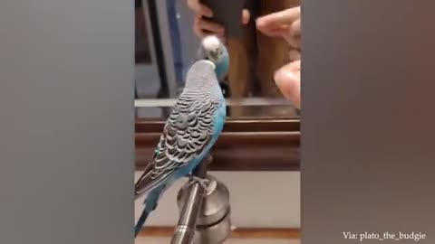 Hilarious Parrot Moments: Ultimate Laugh Compilation