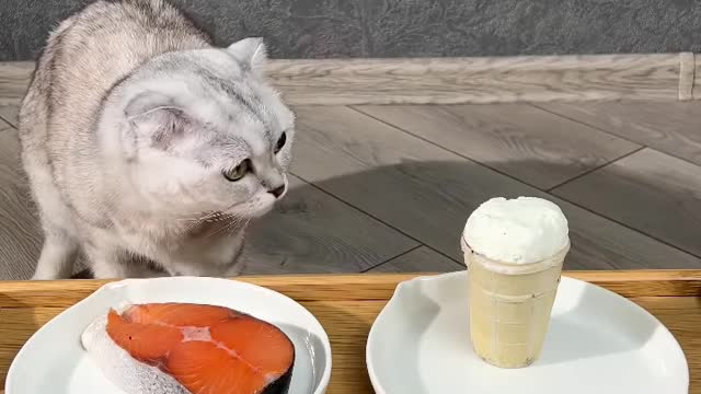 Cat Sonya the taster 😋