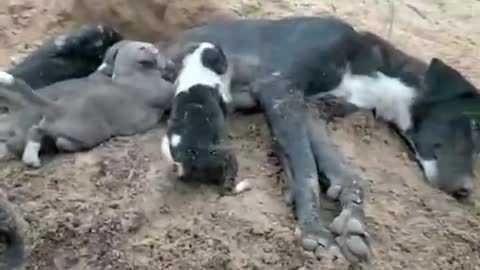 Baby Dogs Cute and Funny Dog Videos