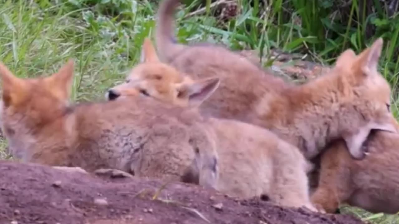 Fox kids playing