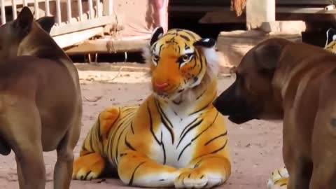 The reaction of animals to a toy tiger.