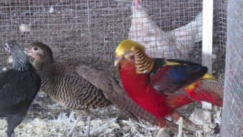 Red golden pheasant's mating dance