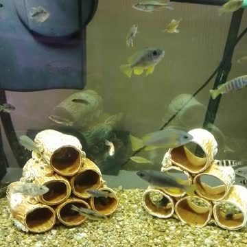 Beautiful fish swim in the aquarium and they are excellent.