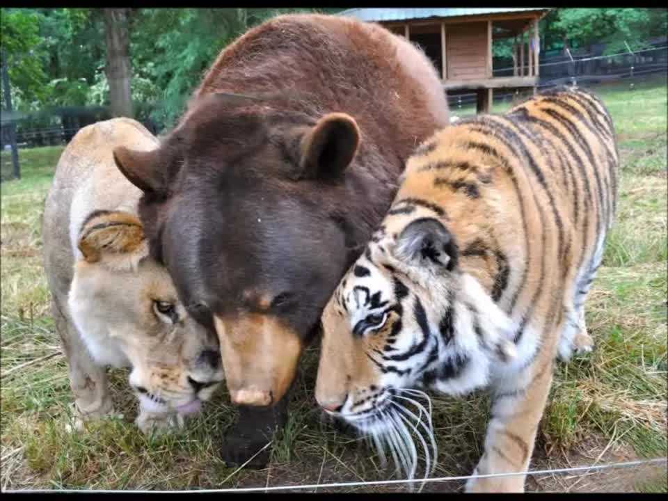 wonderful special animal friendships1, souls share special bond