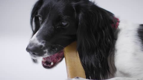 Close Up of a Dog Eating a Treat 02