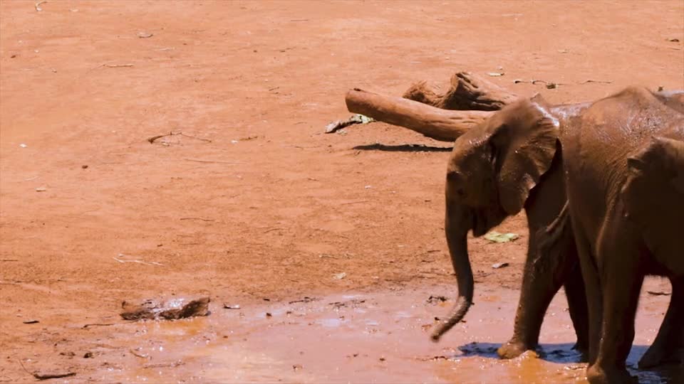 See how Baby Elephants Playing In The Mud