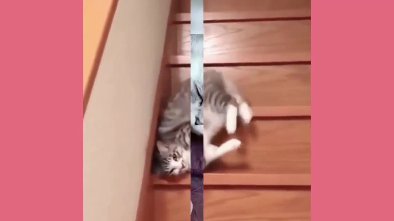 Playful Animals Compilation #9