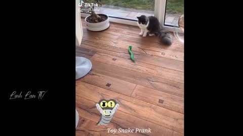 funny animals videos