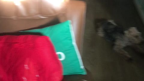 Oscar! It’s a Welsh Terrier! Get the Dog!