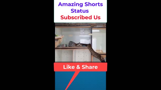 Cobra Ready for Attack by Amazing Shorts Status#shorts #trending #Trend #viral