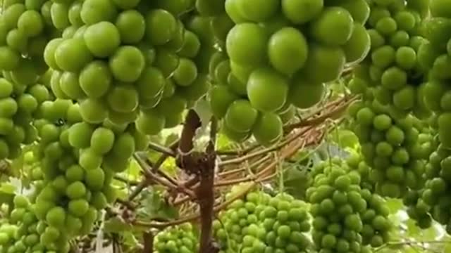 Harvest grapes in the green vineyard.