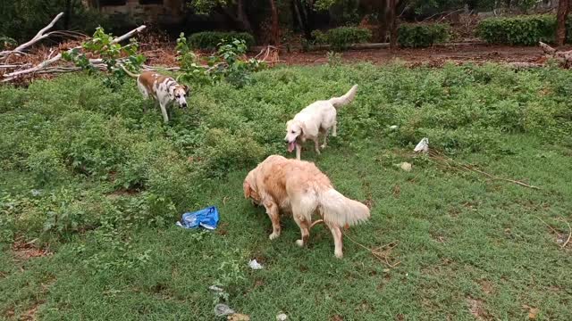 Watch how great dane and Golden retriever fight each others