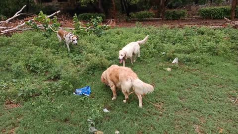 Watch how great dane and Golden retriever fight each others