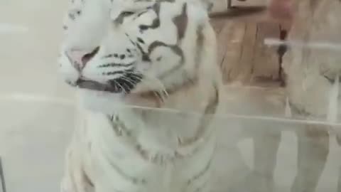 Best Funny Animal Video!