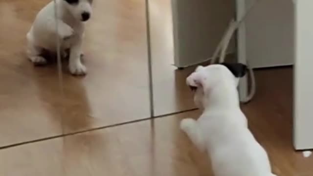 Little dog gets confused when he sees himself in the mirror 🧡🐶😍