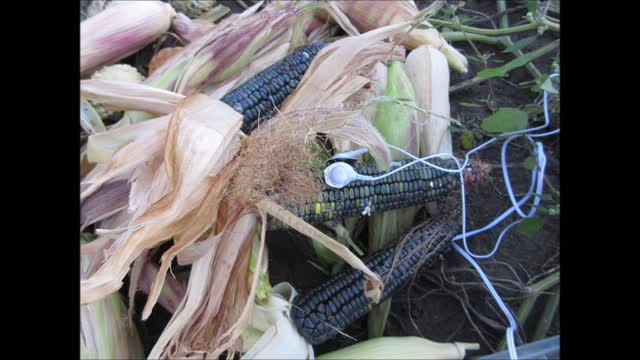 Emerald Hues of Hope Oaxacan Green Corn - Cob Sept 2021