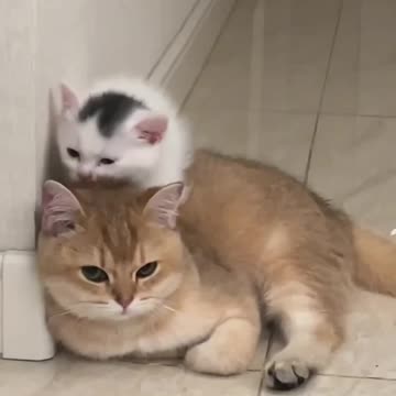 Pillow top cat is very comfy to sleep on