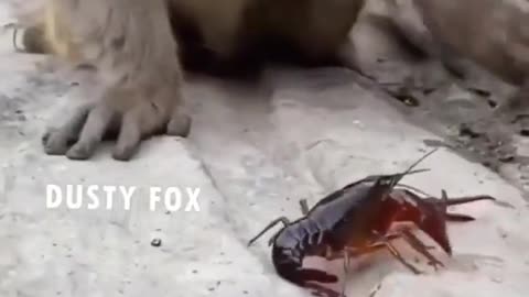 Animal funny video