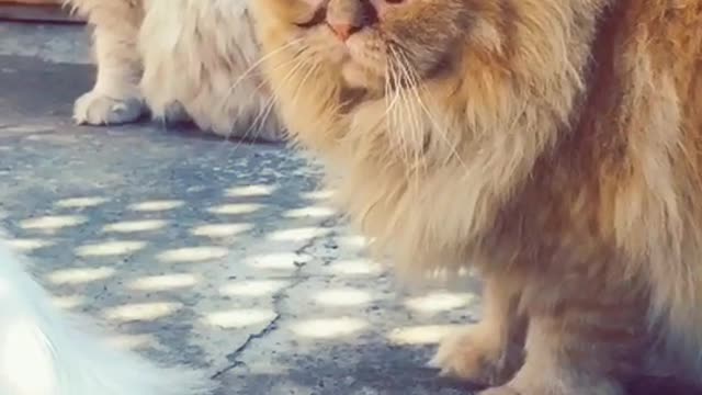 Cat attitude nice Vedio cut cat so cute cat nice cat