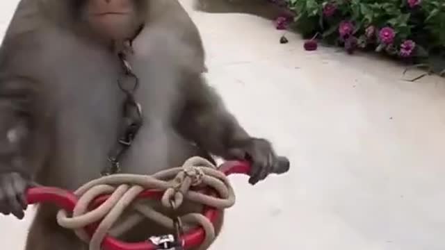 Monkey ride cycle