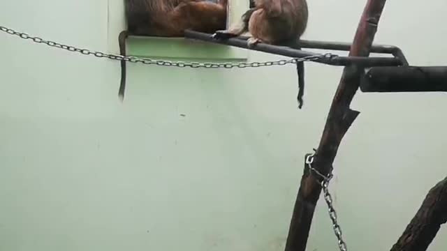 long tail baboon