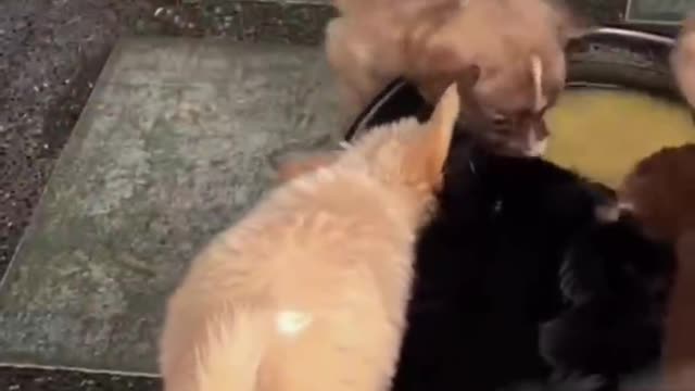 Adorable puppy fell himself into a bowl while eating