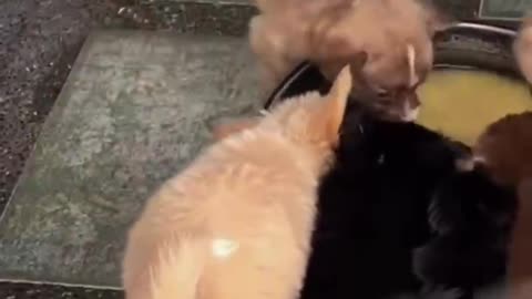 Adorable puppy fell himself into a bowl while eating