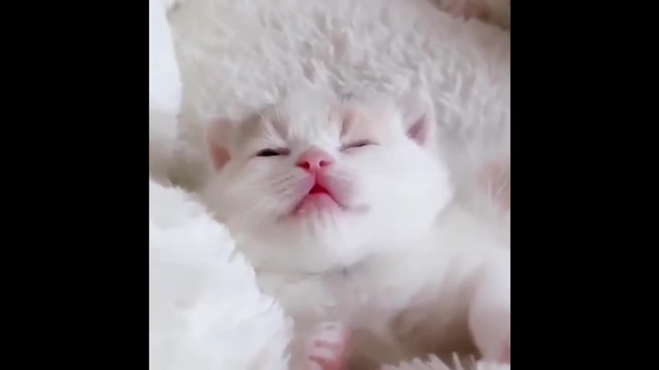 Funny animal