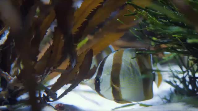 BEAUTIFUL FISH IN THE BOTTOM OF THE SEA 2021