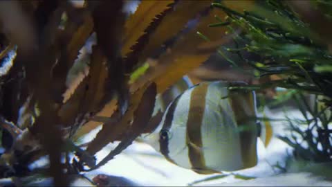 BEAUTIFUL FISH IN THE BOTTOM OF THE SEA 2021