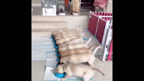 Amazing puppy.